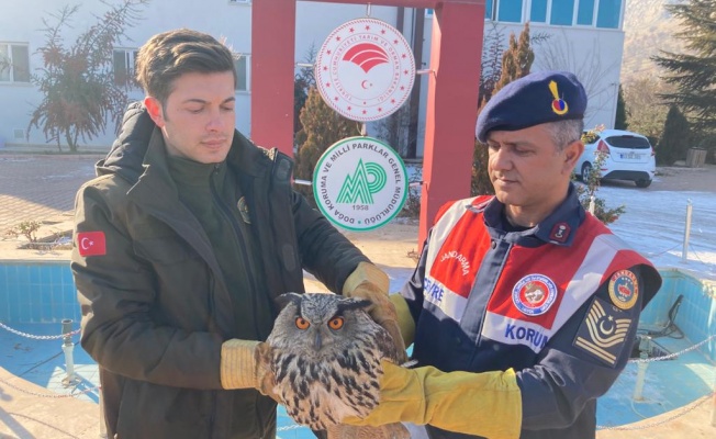 Baykuşu Mehmetçik Kurtardı!