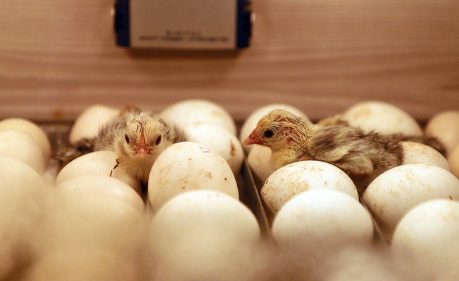 Kasım'da 1,74 Milyar Adet  Tavuk Yumurtası Üretimi Gerçekleşti!
