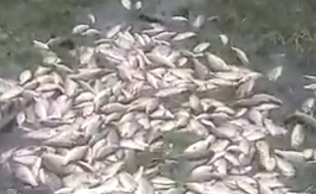 Balık Tarlası