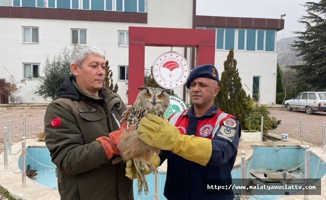 Malatya’da Yaralı Bulunan Baykuş Koruma Altına Alındı