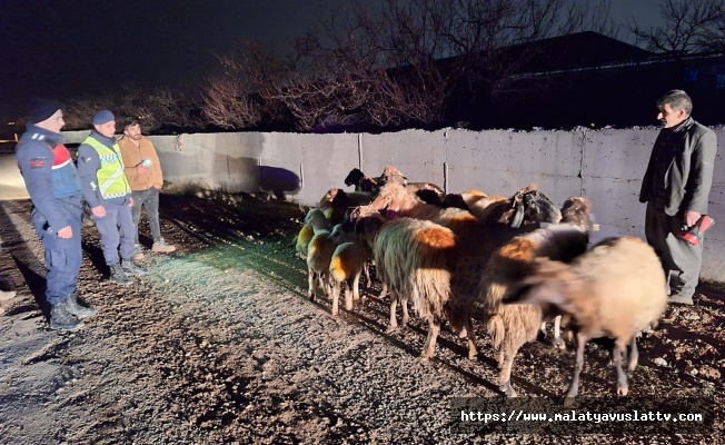 Malatya’da Kayıp Koyunları Jandarma Buldu