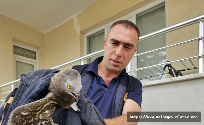 Yaralı Halde Bulunan Şahin Vatandaşı Alarma Geçirdi