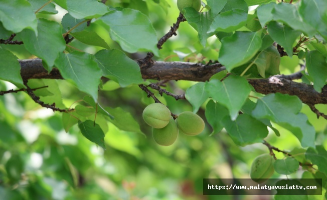 Kayısıyı 'sis' Vurdu, Rekoltede Yüzde 60 Düşüş Bekleniyor