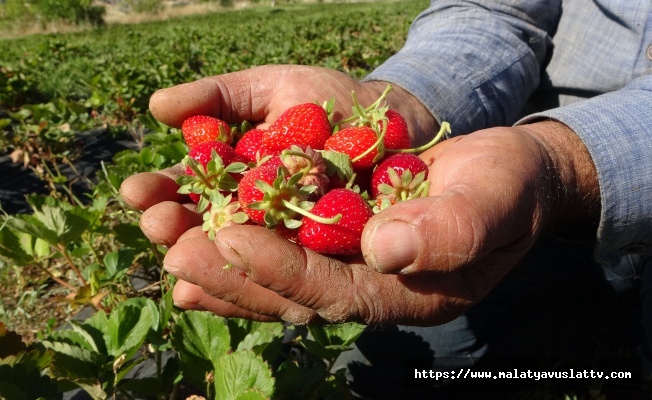 Çilek Hasadı Yüzleri Güldürüyor