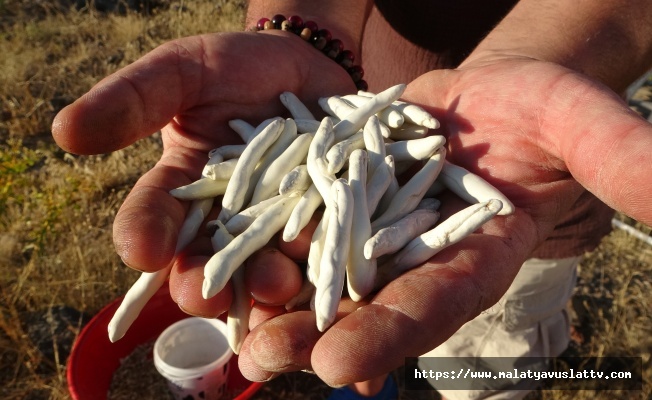 Kendiliğinden Yetişiyor, Kilosu 10 Bin TL'ye Satılıyor