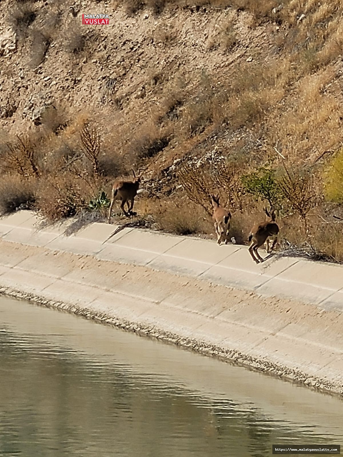 Darende’de Yaban Keçileri Cep Telefonu Kamerasına Yansıdı
