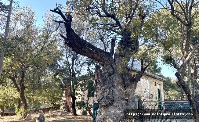 Onar Köyü’nde 700 Yıllık Sakız Ağacı İlgi Görüyor