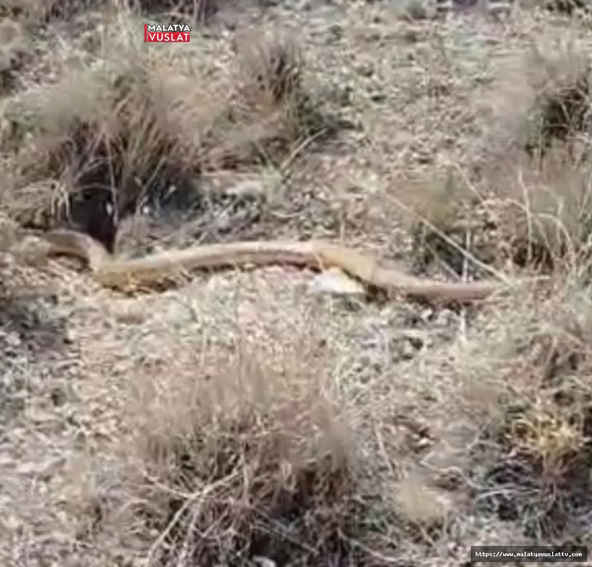 Darende’de İki Metrelik Kırmızı Yılan Görüldü