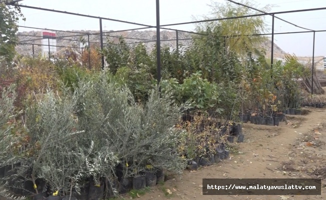 Malatya Fidancıları Afet Sonrası Büyük Kayba Uğradı