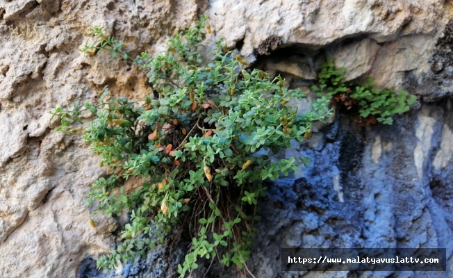 Malatya’nın Gizli Hazinesi: Şifa Saçan Bitki