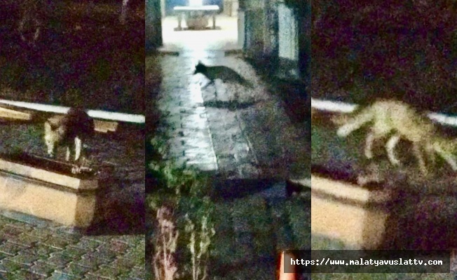 Şehir Merkezine İnen Tilki Kameralara Yansıdı