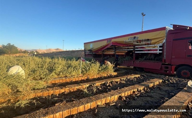 Tuz Çalısı Fidanları Malatya Meralarında Yeni Bir Dönemi Başlatıyor