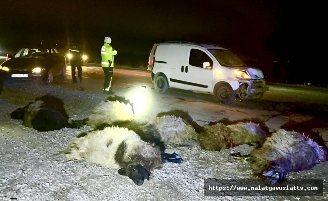 Hafif Ticari Araç Koyun Sürüsüne Daldı; 12 Hayvan Telef Oldu