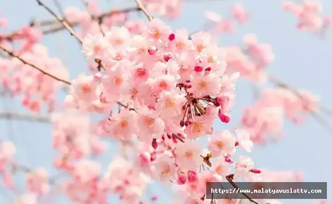 İlk Cemre Havaya Düştü, Baharın İşaretleri Görülmeye Başlandı