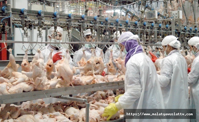 Tavuk Ürünleri İhracatı Durduruluyor