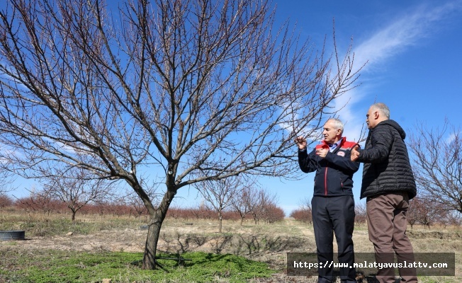 Akar: “Kayısıda Bu Yıl Üreticimizin Beklediği Verimi Almayı Umuyoruz”