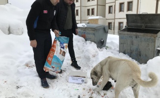 Arapgir Belediyesi sokak hayvanlarını besliyor