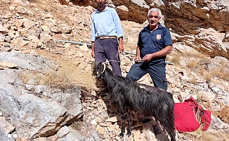 Malatya'da İnatçı Keçi Operasyonu