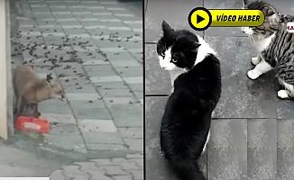 Kediler Kavga Peşinde Tilki Malın Derdinde