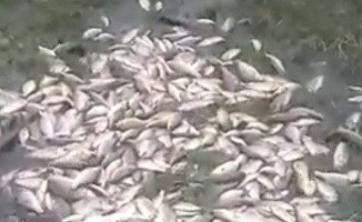 Balık Tarlası