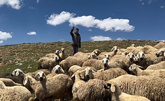 Sürü Kayboldu, Jandarma Havadan Aradı