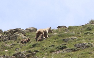 Yamadığı'nda Boz Ayı ve Yavruları