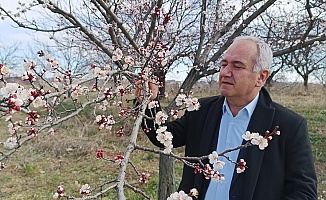 Malatya'da Kayısıda Zirai Don Tehlikesi!