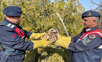Yaralı Kartal Koruma Altına Alındı
