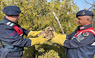 Yaralı Kartal Koruma Altına Alındı