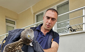 Yaralı Halde Bulunan Şahin Vatandaşı Alarma Geçirdi