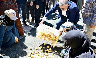 ‘Güneşin Altın Yumurtası' İçin Hasat Dönemi