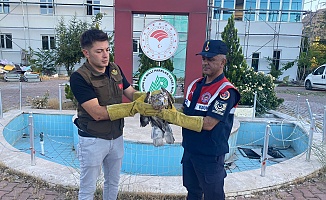 Yaralı Şahin Koruma Altına Alındı