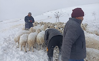 Malatya'da 100 Küçükbaş Hayvan Donarak Telef Oldu