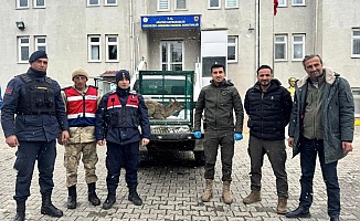 Malatya'da Yaralı Bulunan Dağ Keçisi Koruma Altına Alındı