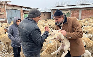 Malatya’da Baharın Habercisi Kuzuların Doğumları Başladı