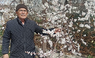 Malatya’da Kayısı Üreticileri Zirai Don Tehlikesiyle Karşı Karşıya