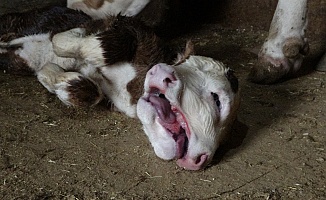 Çift Başlı Doğan Buzağı Şaşırttı