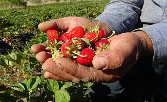 Çilek Hasadı Yüzleri Güldürüyor
