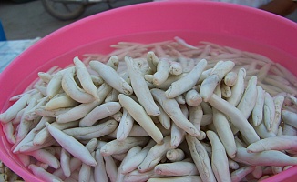 Kenger Sakızı İçinde Coğrafi İşaret Başvurusunda Bulunuldu