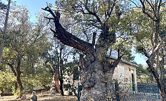 Onar Köyü’nde 700 Yıllık Sakız Ağacı İlgi Görüyor