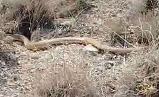 Darende’de İki Metrelik Kırmızı Yılan Görüldü