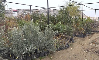 Malatya Fidancıları Afet Sonrası Büyük Kayba Uğradı