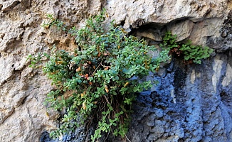 Malatya’nın Gizli Hazinesi: Şifa Saçan Bitki