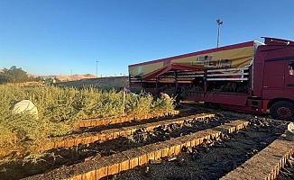 Tuz Çalısı Fidanları Malatya Meralarında Yeni Bir Dönemi Başlatıyor