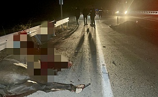 Sultan Suyu’nda Kaçan Taylar Telef Oldu