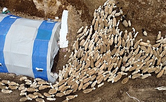 Malatya’da Kuzu Doğum Sezonu Başladı: Üreticiler Gece Gündüz Ağılda