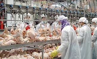 Tavuk Ürünleri İhracatı Durduruluyor