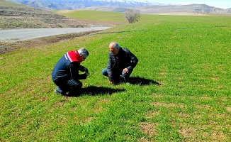 Buğdayda Verim Kaybına Karşı Önlem Alındı