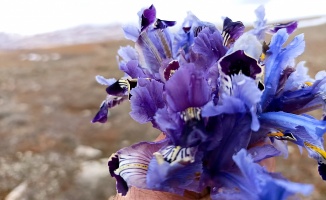 Baharın Habercisi Nevruz Çiçekleri Darende’de Açtı