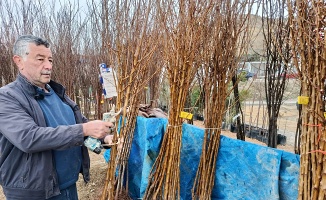 Afetlere Rağmen Kayısıdan Vazgeçmiyorlar